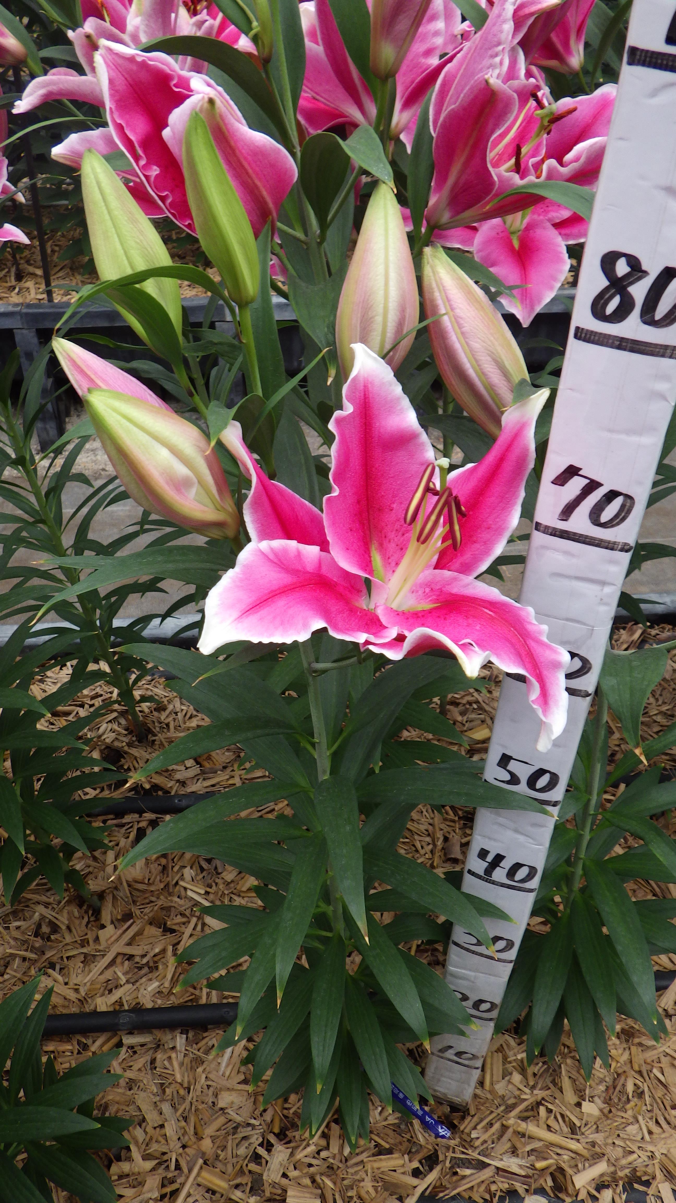 チェリーベイビー